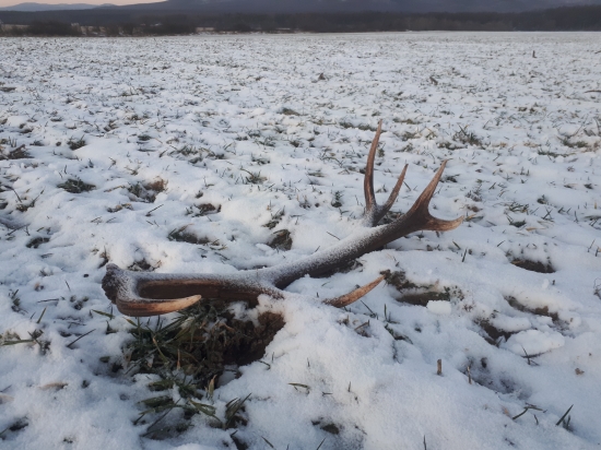 Metrovica na ozimine