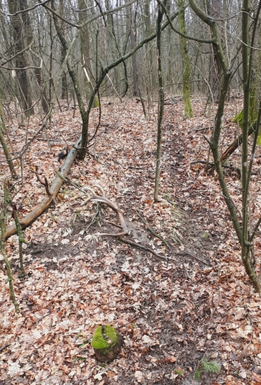 Jelenim chodnikom ....14torak