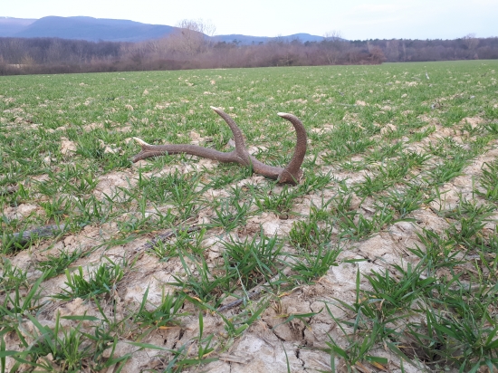 Cestou domov ... osmorak