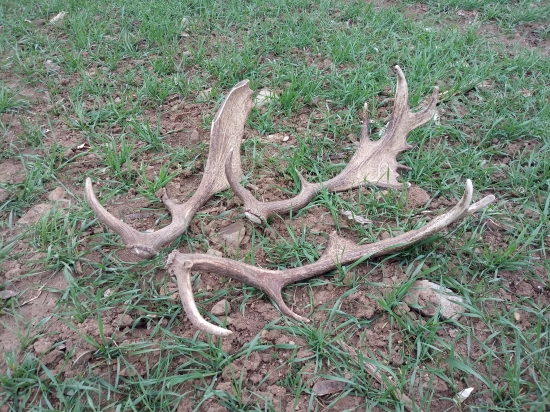 Dnešná úspešná prechádzka