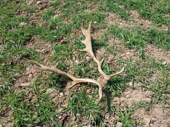 Aj varešky potešia