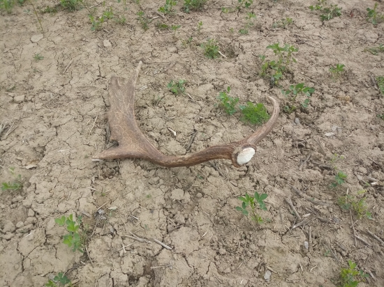 Včerajšia prechádzka