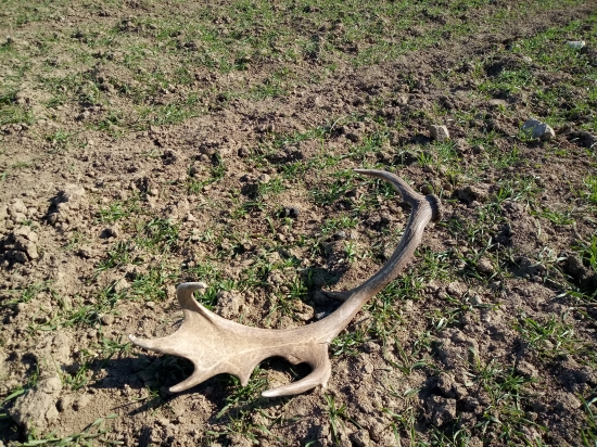 Komu sa nelení, tomu sa zelení...