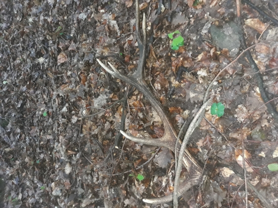 Dohladaný pár 12torák