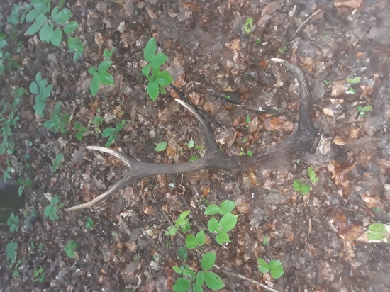 Pri dohladaní 12toráka ešte jeden