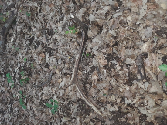 Neďelná prechádzka