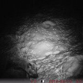 Diviaky po veľmi dlhom čase