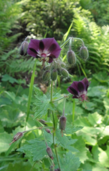 pakost tmavočervený