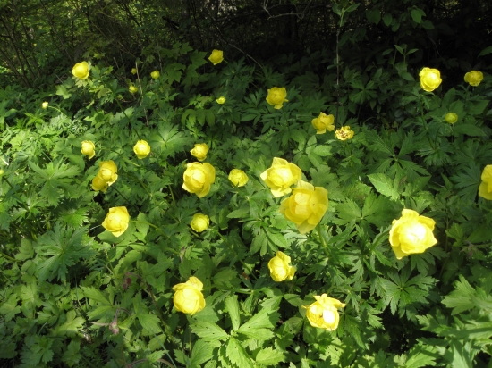 žltohlav najvyšší