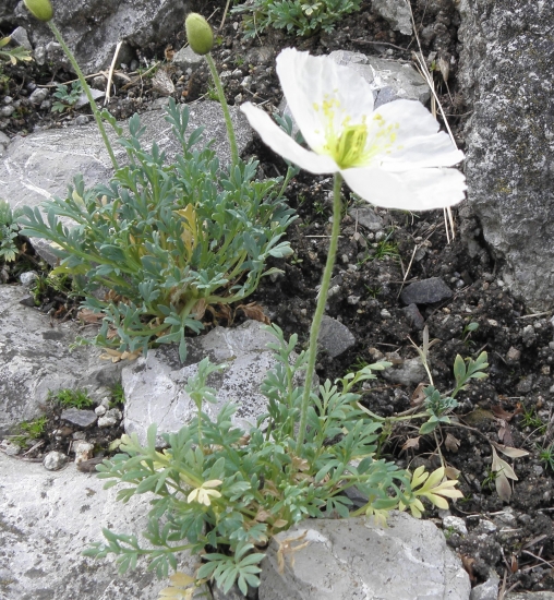 mak tatranský pravý