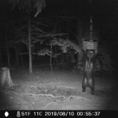 Macko rozoberá automat na kŕmenie.