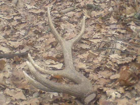 Na lesnej cestičke.