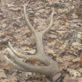 Na lesnej cestičke.