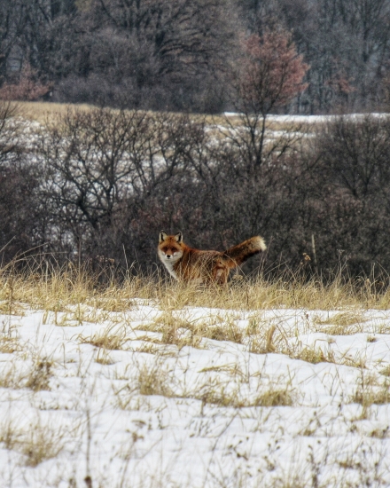 fox