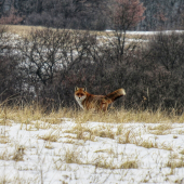 fox