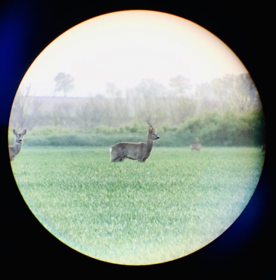 Oryx z Maďarska