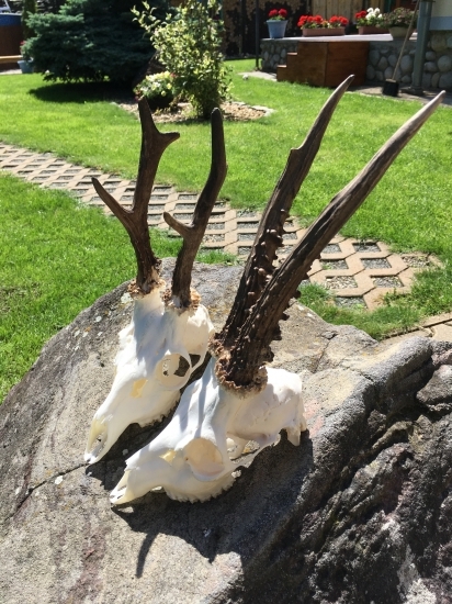 Oryx a starček z Maďarska.