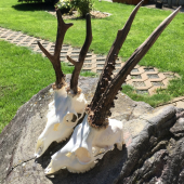 Oryx a starček z Maďarska.