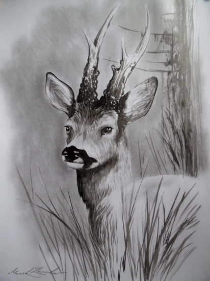 Portrét srnca.