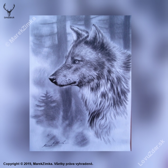 Portrét vlka.