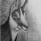 Kamzík
