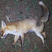 Zimné tlmenie škodnej