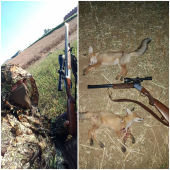 Líščatá na repkovom strnisku