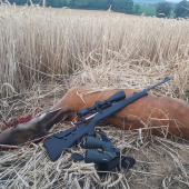 Jelenica zo zlatej pšenice