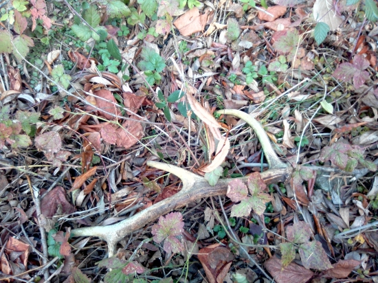 Zobrat či nezobrať