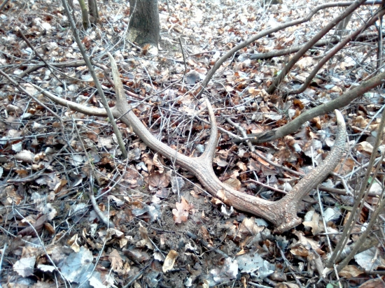 Za jablčka a kukuricu