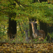 Špicák s kamoškou