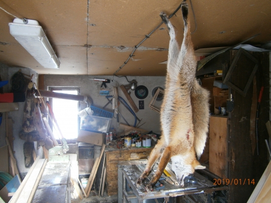 Prvá líška v novom roku