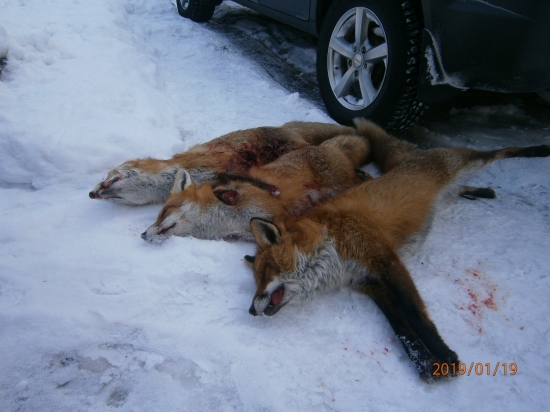 Dnešný dopoludňajší lov