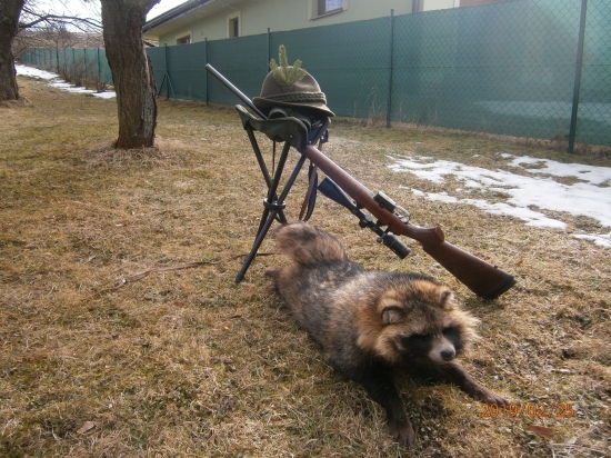 Psík medvedíkovitý