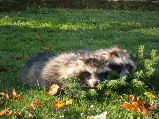 Psíky medviedíkovité