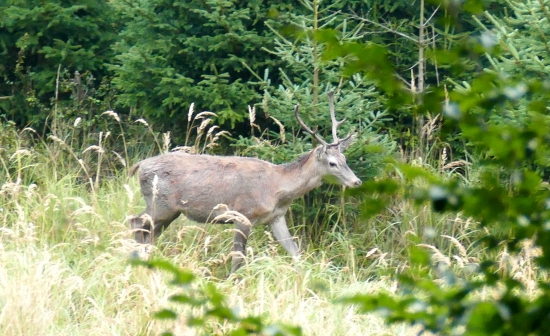 Mladik