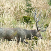 Piešťanské bahno mi robí dobre...:-)