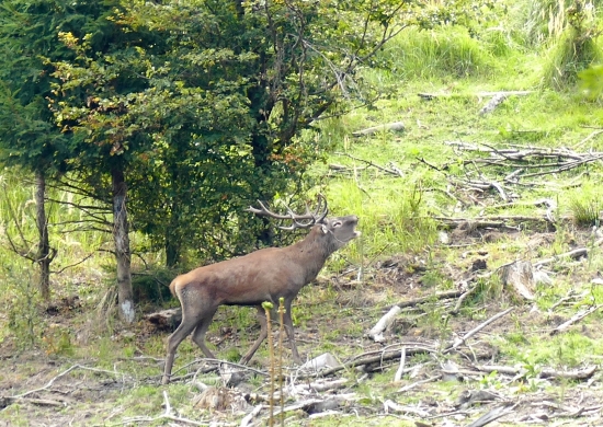 Jelenia ruja