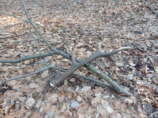 Vie, ako má zhodiť