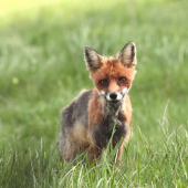 Ty mi asi kliešťa nevyberieš ?