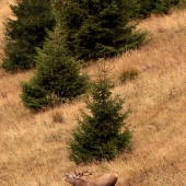 Obligatórna septembrová