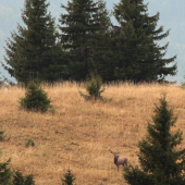 A keď zareval  .... tak sa až sihlina po horách nachýlila