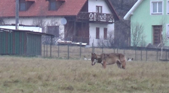 Vlk domáci