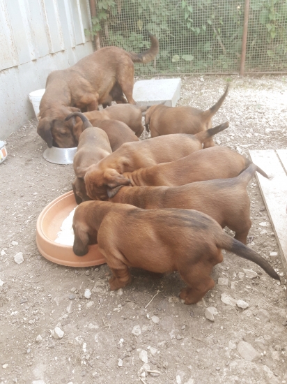 Vrh D pri večeri