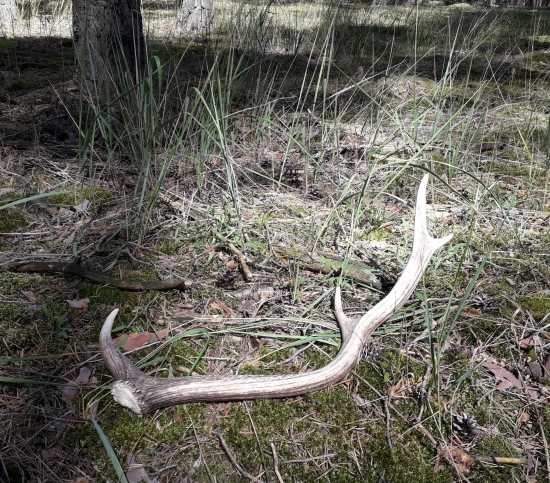 na hubách   27/2019