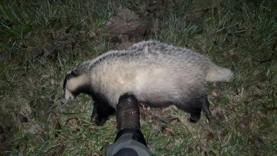 jazvec 3