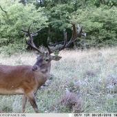 Nepravidelný šestnásťtorák