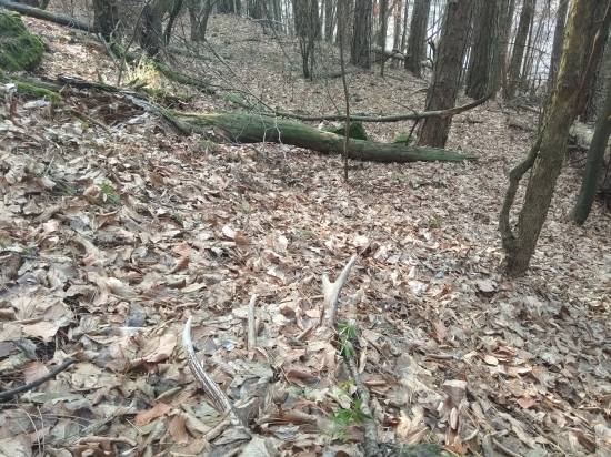 7/2018 - Na spoločnej poľovačke