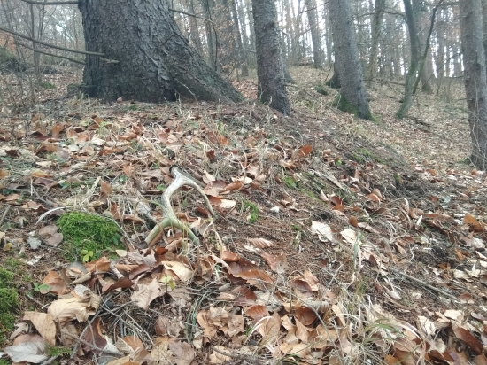 8/2018 - Na spoločnej poľovačke 2