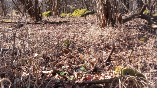 2/2019 - Medzi lieskami